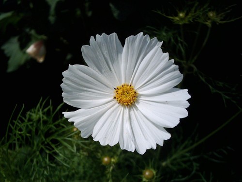 Cosmea schmuckkörbchen - cosmea, *