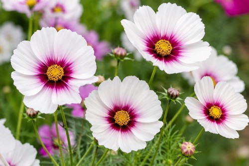 250 samen cosmos - samen,