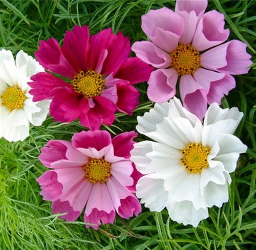 Samen blumen - 20,