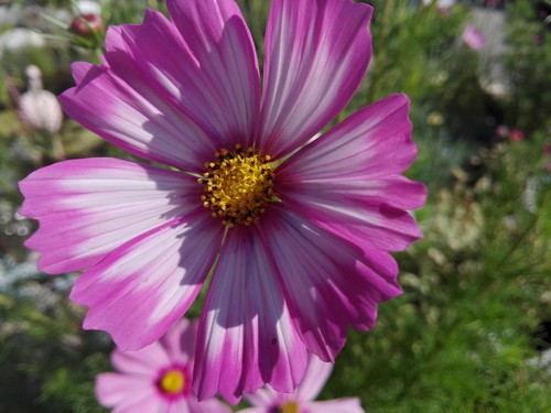 Cosmea schmuckkörbchen - schmuckkörbchen,