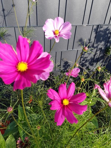 Blumensamen cosmea - blumensamen,