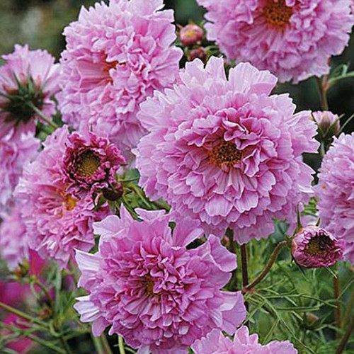 Samen blumen - 20,
