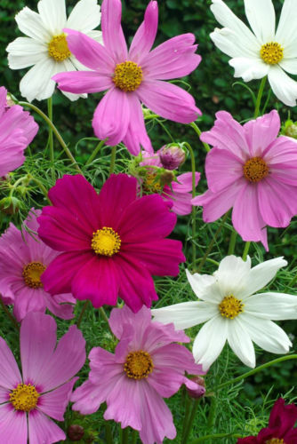 Schmuckkörbchen cosmos - schmuckkörbchen, „cosmos“
