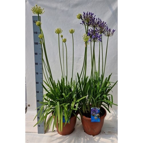 Agapanthus africanus liter - agapanthus, 2